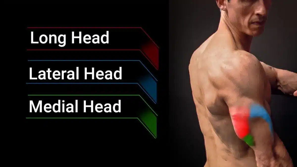 triceps muscles anatomy long lateral medial head