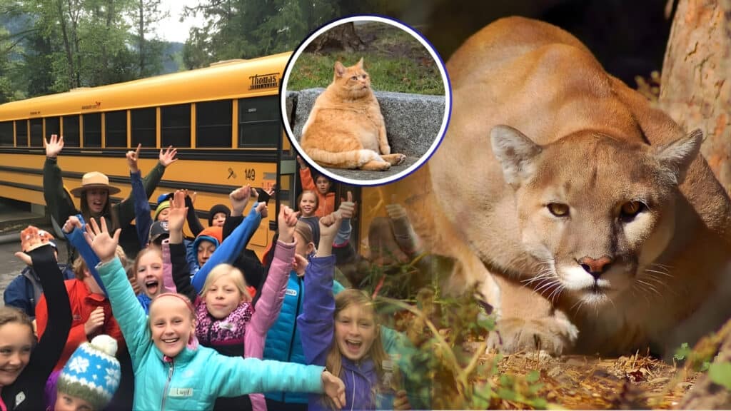 School Goes Into Lockdown Over ‘Mountain Lion’ — Turns Out to Be Just a Fat Orange Cat School Goes Into Lockdown Over ‘Mountain Lion’ — Turns Out to Be Just a Fat Orange Cat