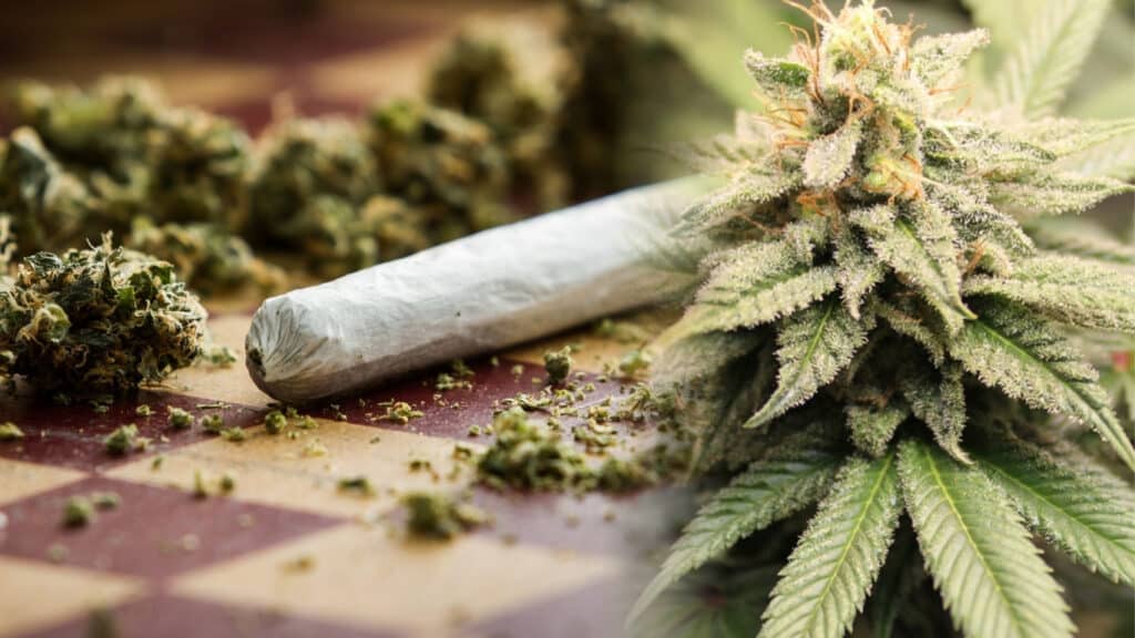 Highs and Hearts: What Cannabis Really Does to Your Body in the First 24 Hours — And the Surprising Science Behind It Highs and Hearts: What Cannabis Really Does to Your Body in the First 24 Hours — And the Surprising Science Behind It