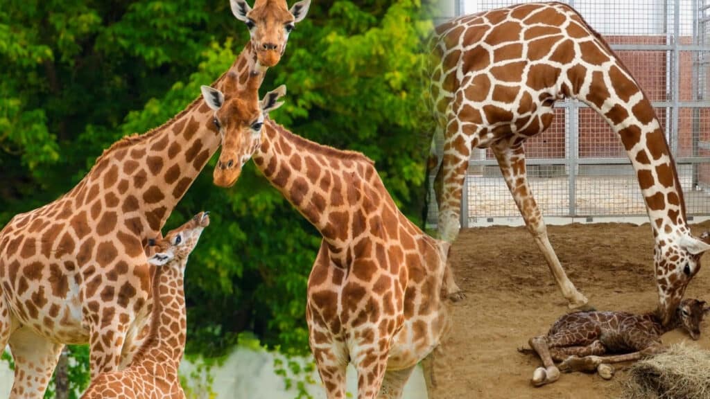 A Tall Tale of Love: Utah Zoo Captures Heartwarming Moment Between Newborn Giraffe and Proud Parents