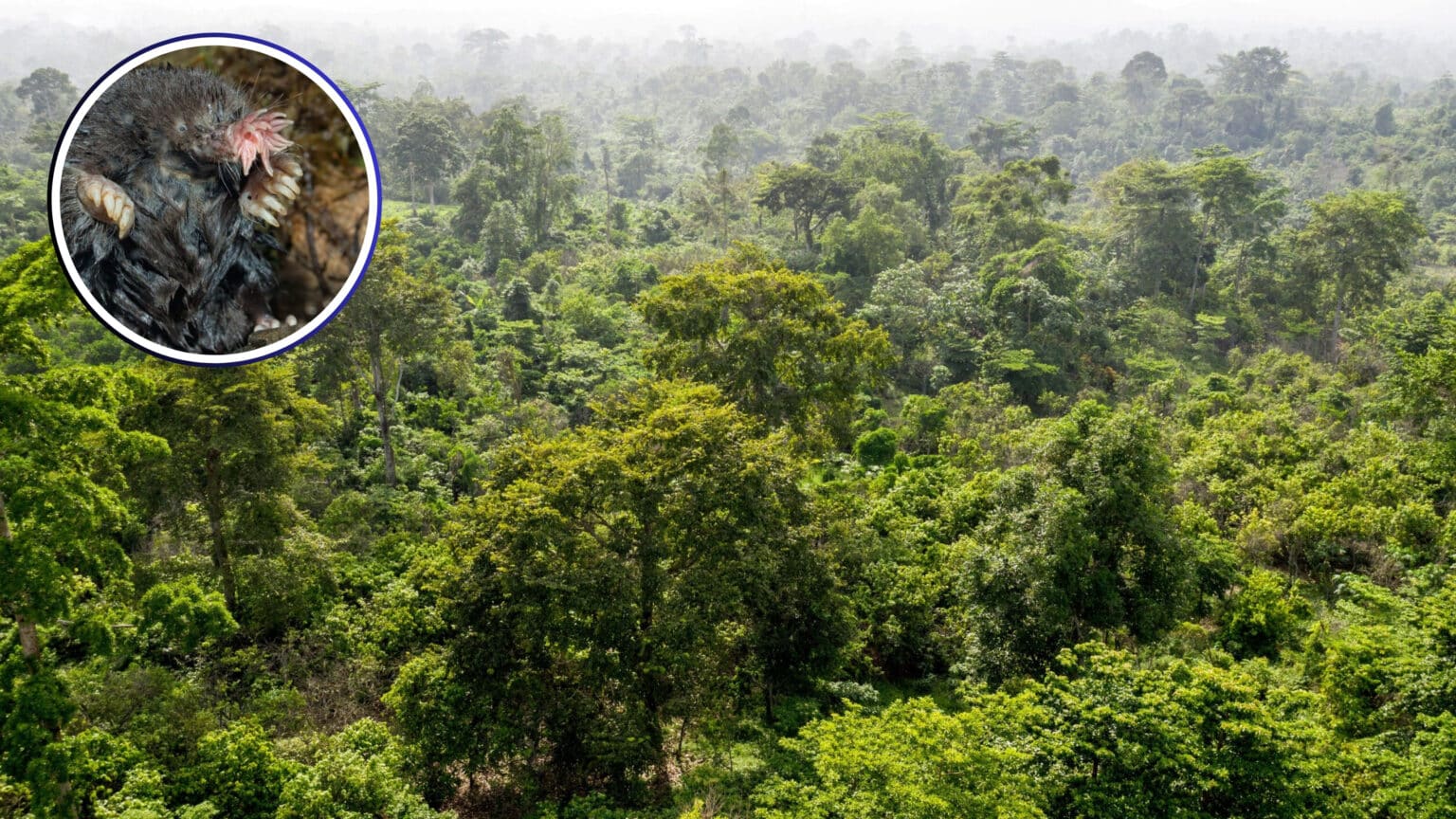 The Hidden Rainforest: How 90% of Its Species Remain Unseen and Unnamed